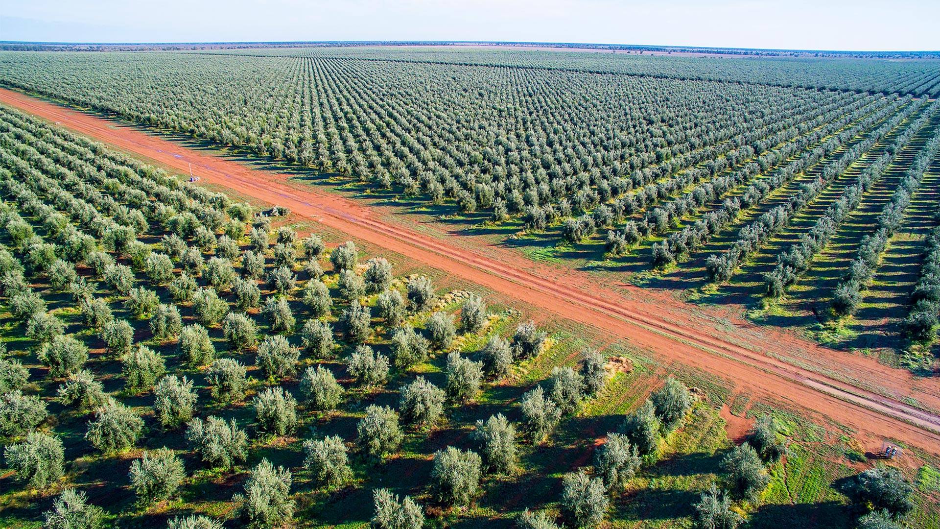 PLANTATION D&rsquo;ARBRES D&rsquo;OLIVIERS